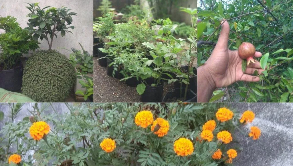 Flowers and Fruits At Garden