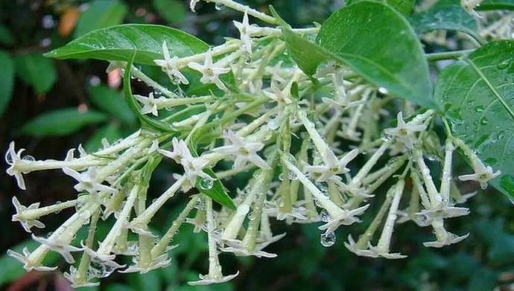 રાતરાણી