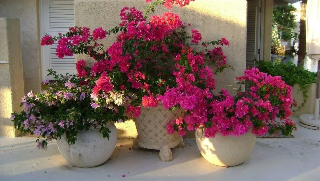 Grow Bougainvillea Indoors