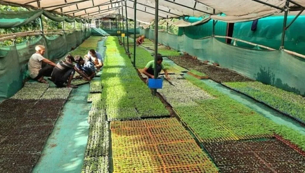 Nursery Business