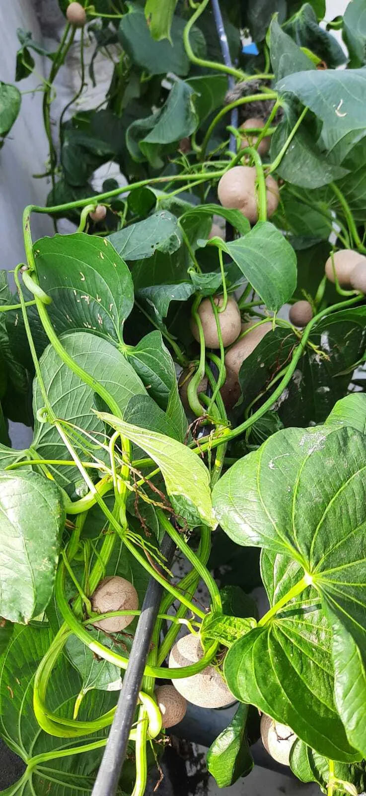 Potato Vine