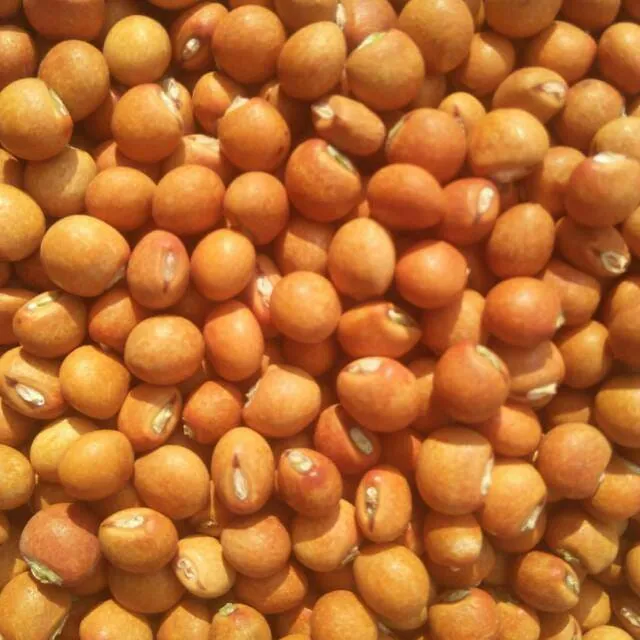 uttar pradesh
