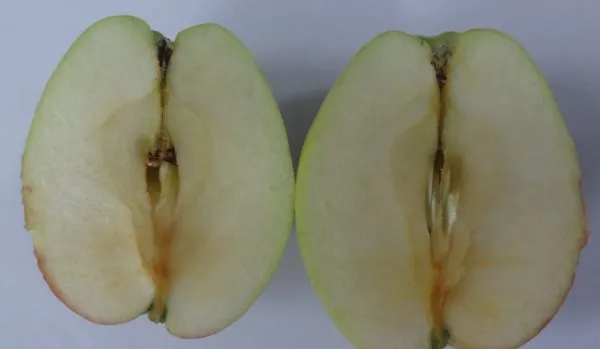 Growing Apple