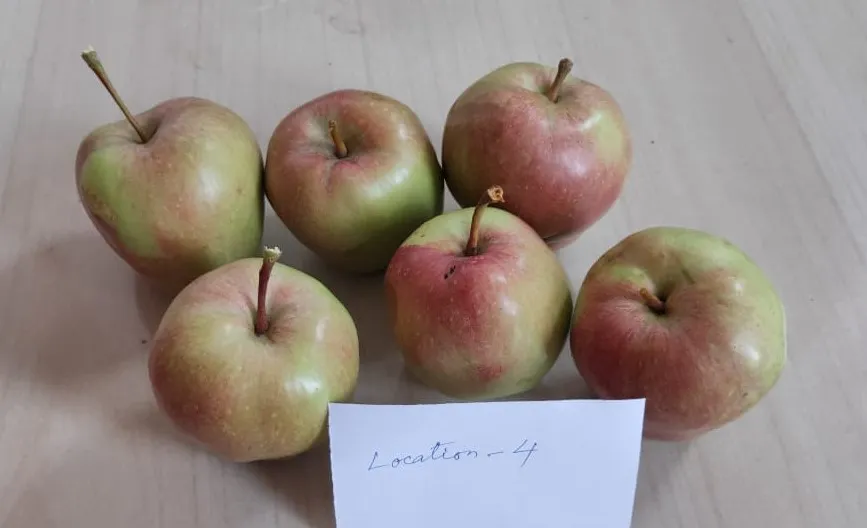 Growing Apple