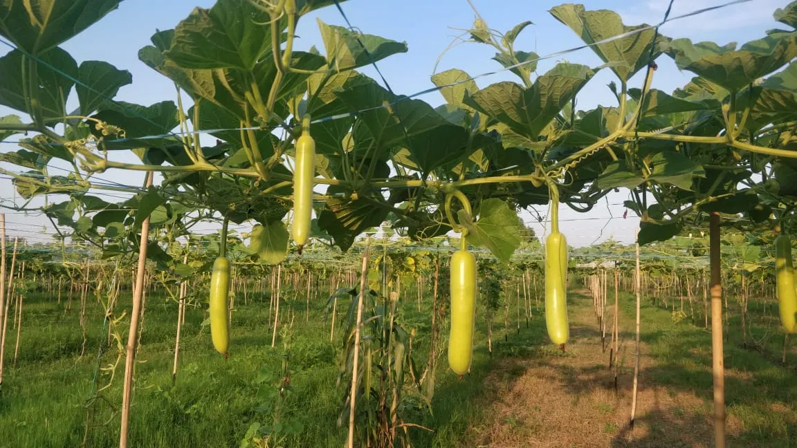 Delhi Engineer Organic Farming