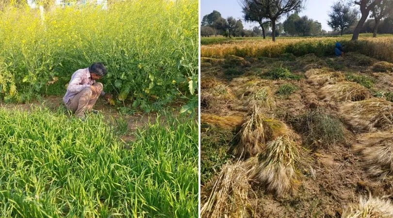 Organic Tourism with Farming