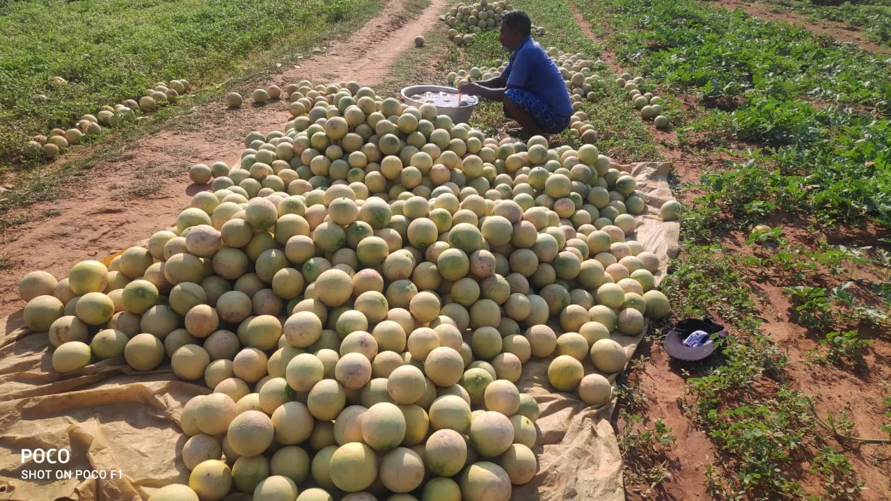 jharkhand farmer getting good price during lockdown