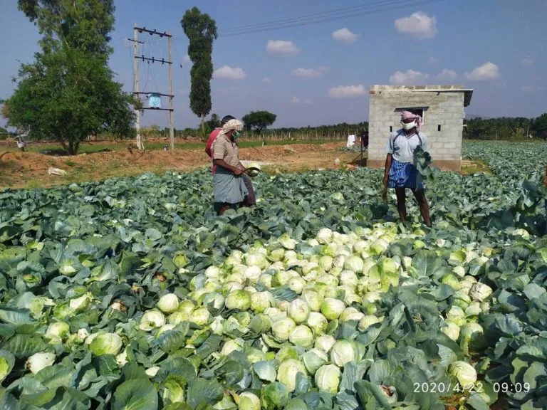 A Tweet Helped farmer to sell his crops