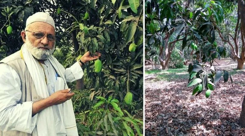 Mango Man of India