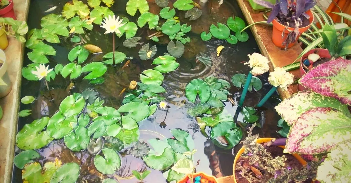 Chennai Amma Urban Gardener