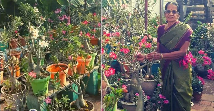 Chennai Amma Urban Gardener