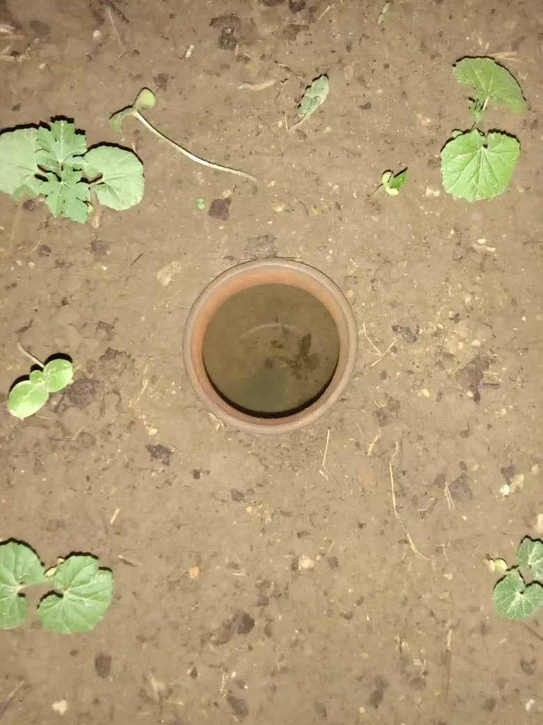 Grow Vegetables in Pot