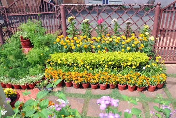 Mysuru woman vertical garden