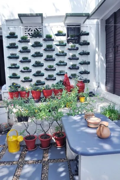 Mysuru woman vertical garden