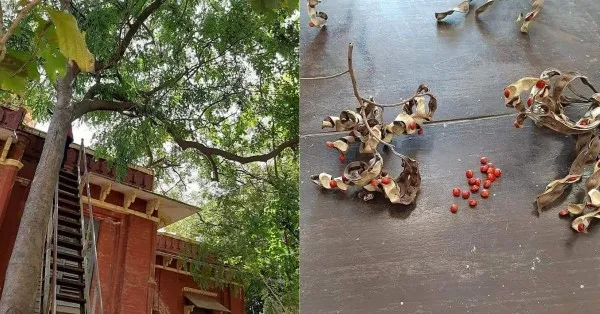 chennai 200 year old library