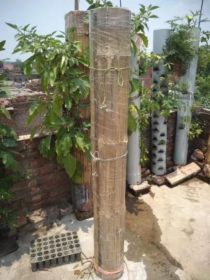 Bihar Woman
