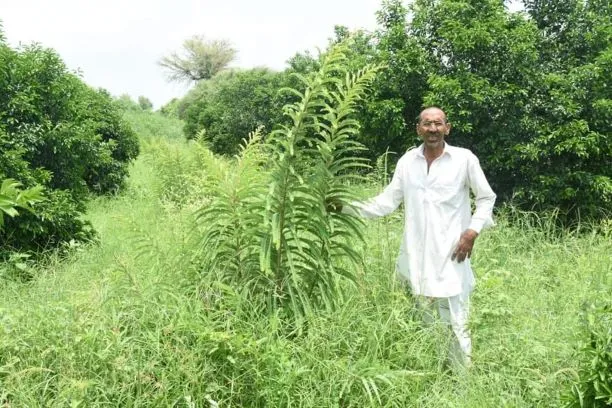 70 years old farmer