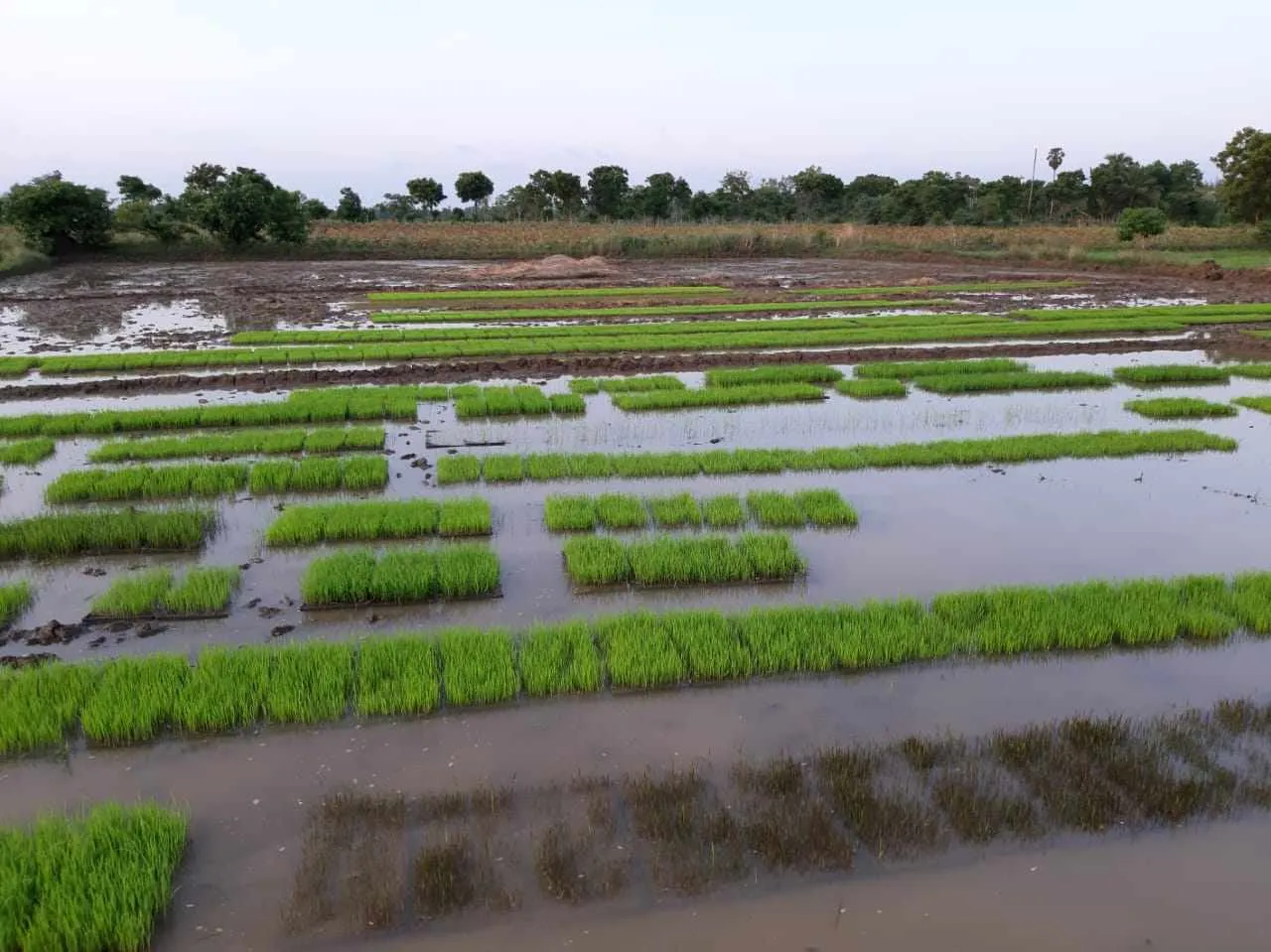 Organic Farmer growing Paddy