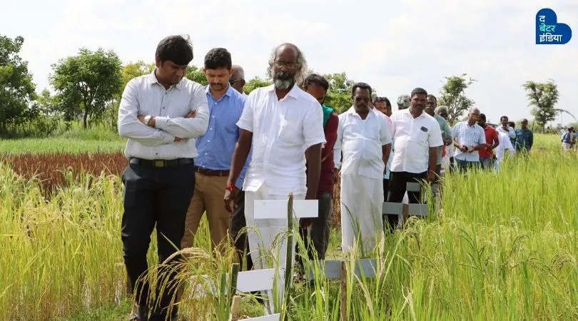 Organic Farmer growing Paddy