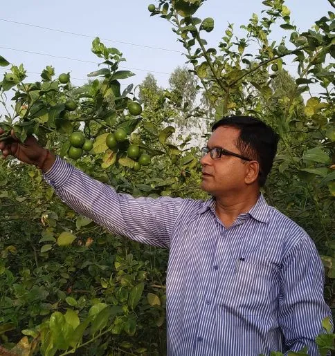lemon farming
