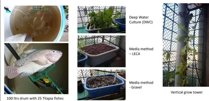 fish waste