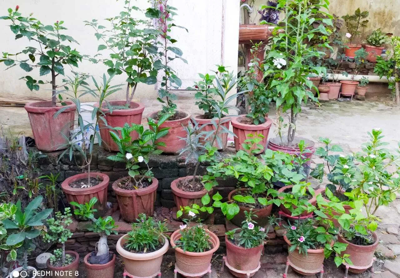 Librarian Sharing Gardening Tips