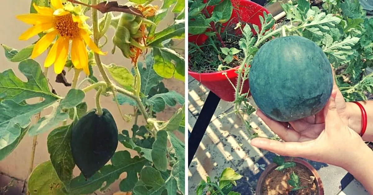 watermelons on terrace