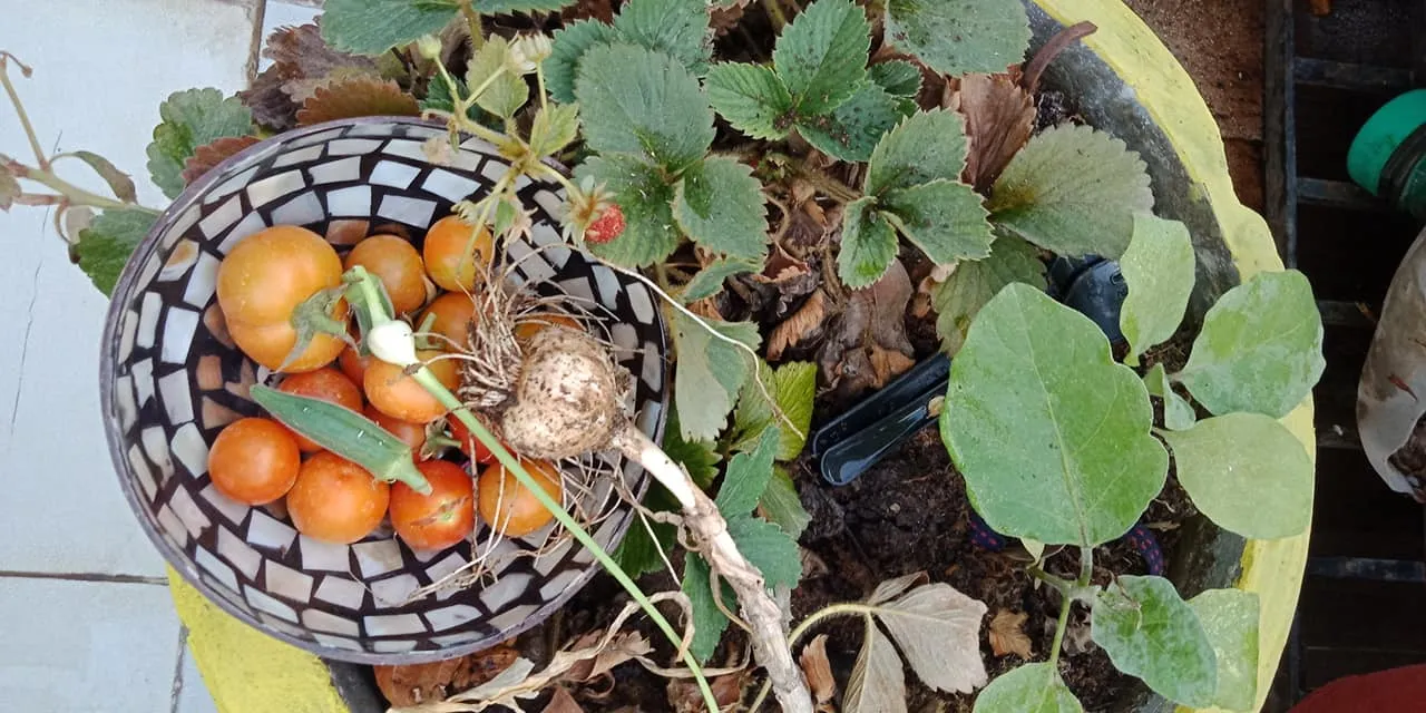 watermelons on terrace