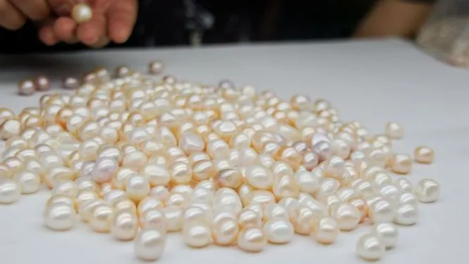 pearl farming
