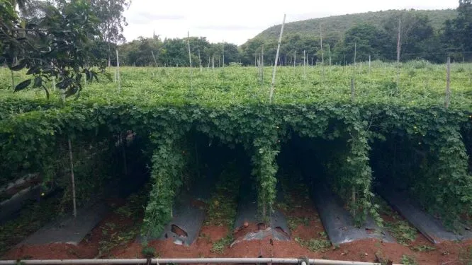 Karnataka Man 