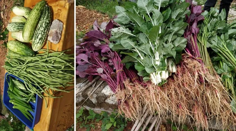 Kerala Neighbours Growing Vegetables