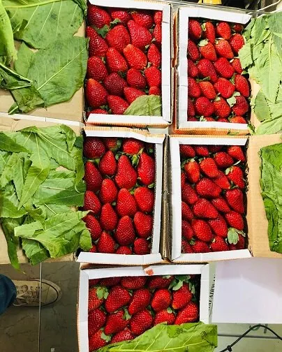 organic food