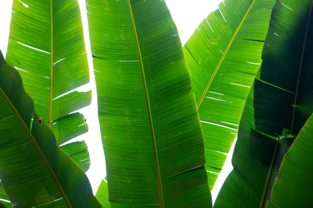 #DIY Sal Leaves Crockery