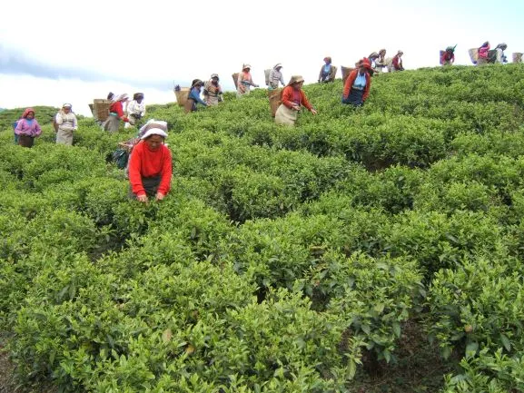 tea