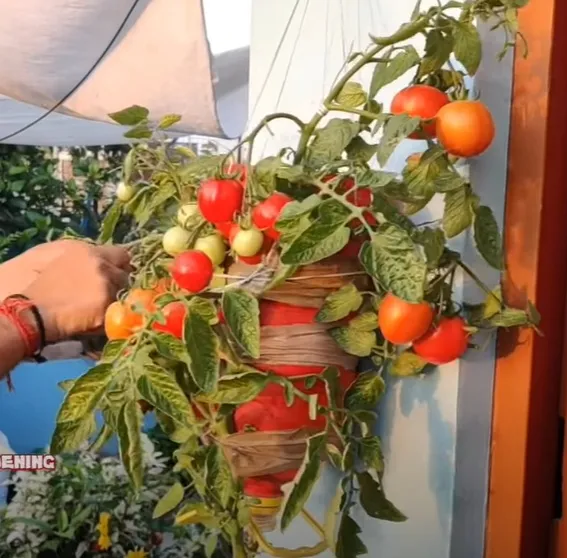 DIY Vertical Garden
