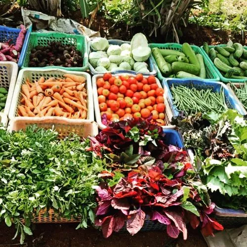 Organic Veggies Business