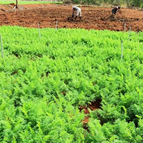 Organic Veggies Business