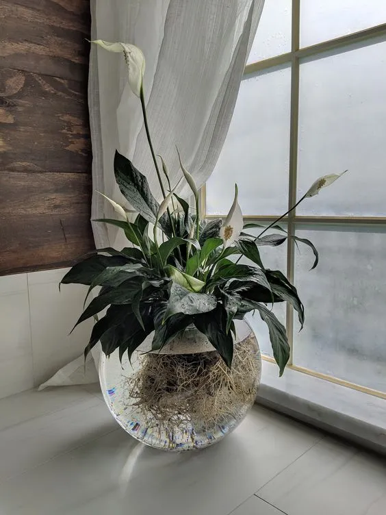 Houseplants Grow in Water