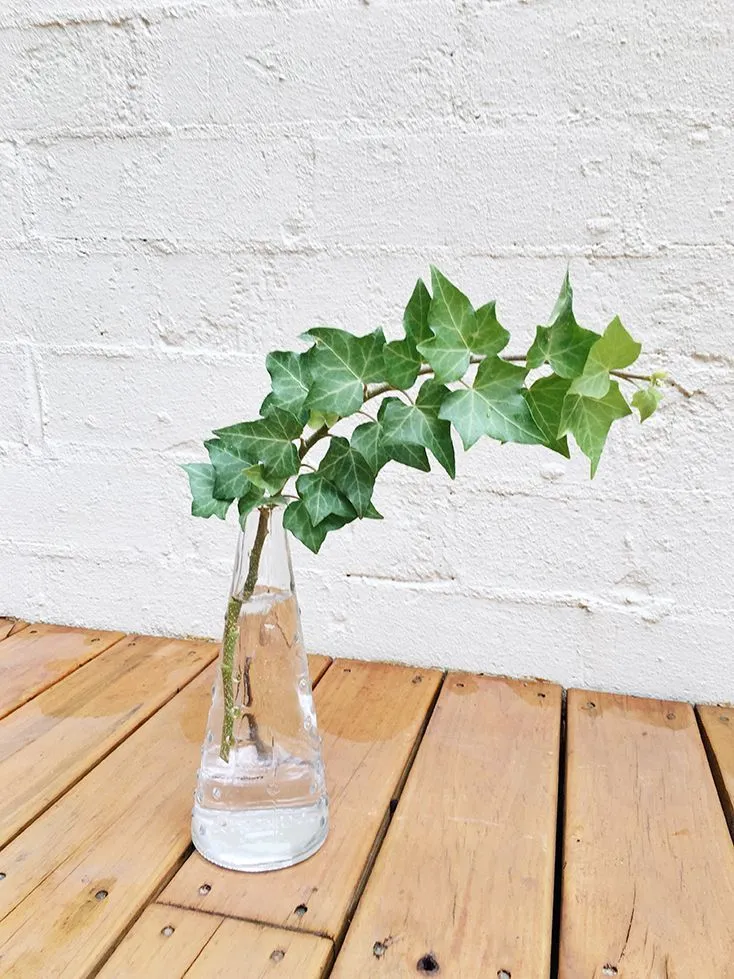 Houseplants Grow in Water