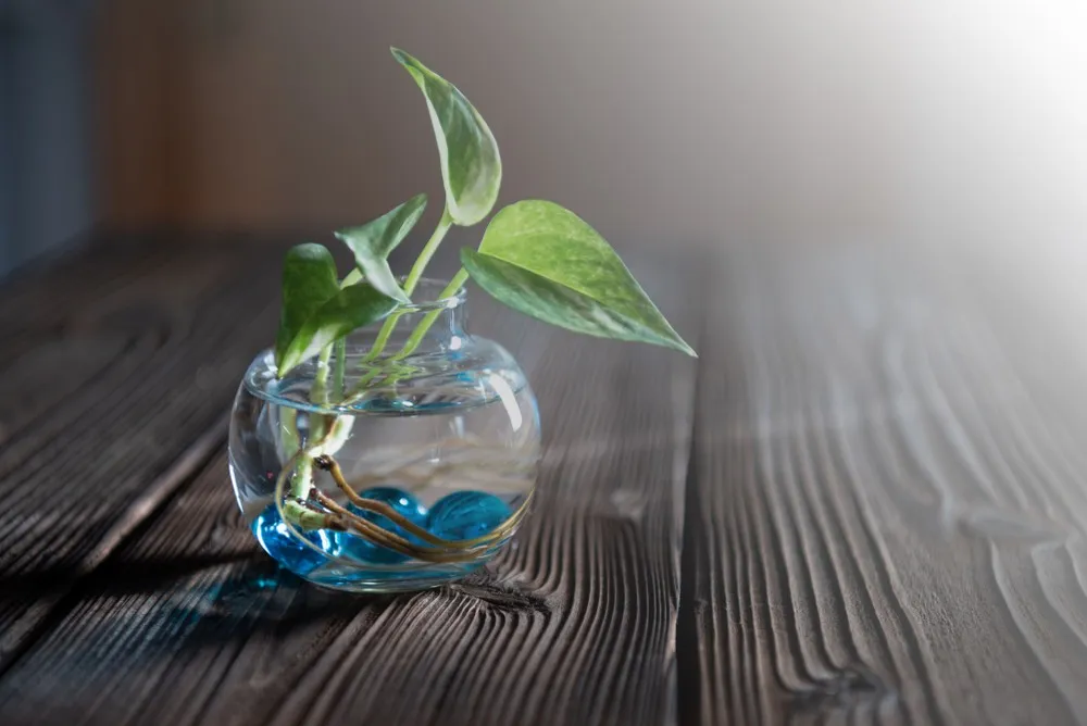 Houseplants Grow in Water