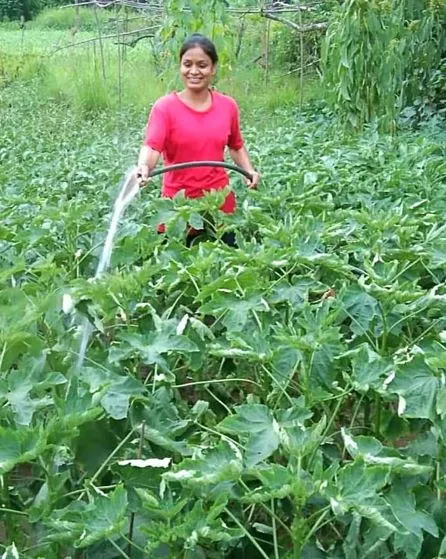 uttarakhand girl farming