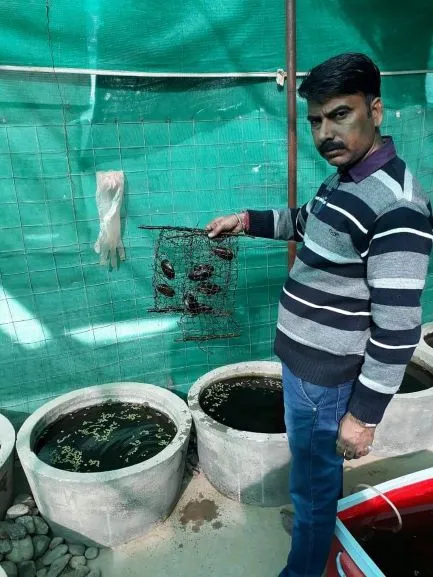 pearl farming