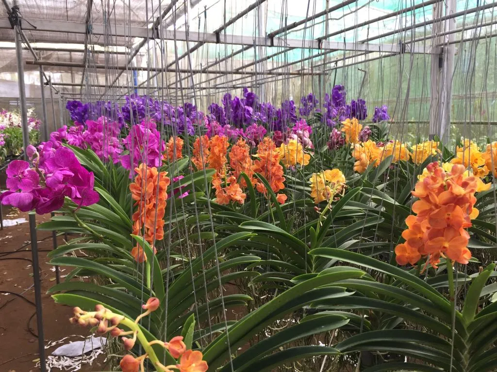 how to grow orchids