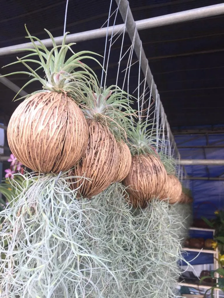 how to grow orchids