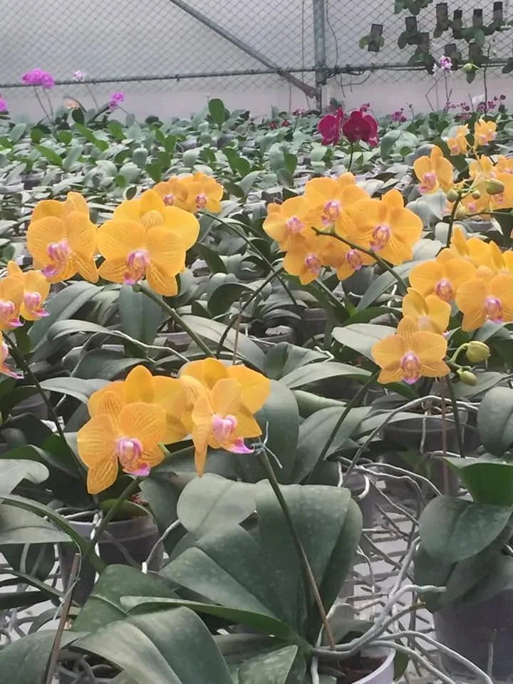 how to grow orchids