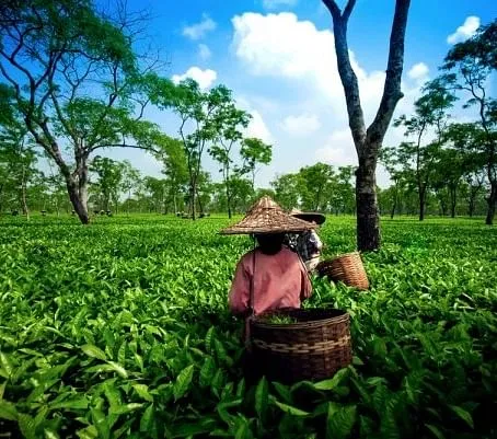 How to use Bamboo