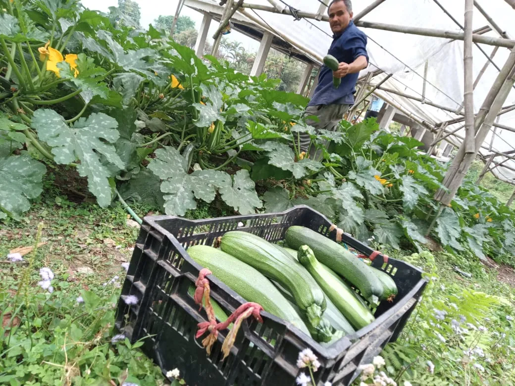 sikkimfarmer