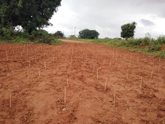 lemon grass farming