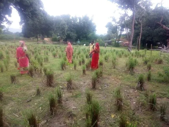 lemon grass farming