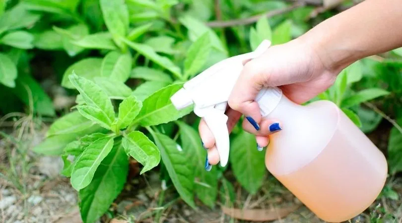 Organic Sprays for Plants